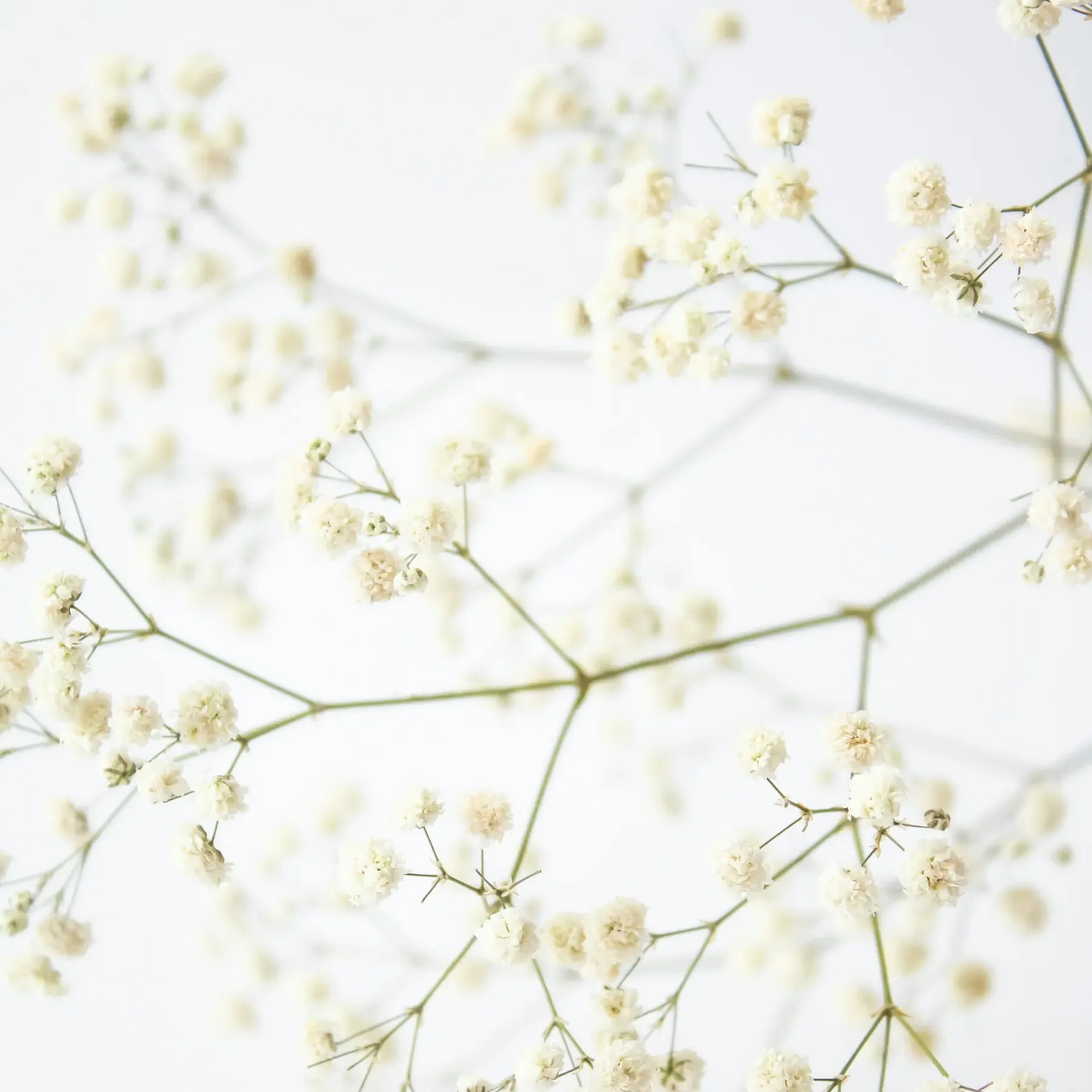 Sprigs of white gypsophila