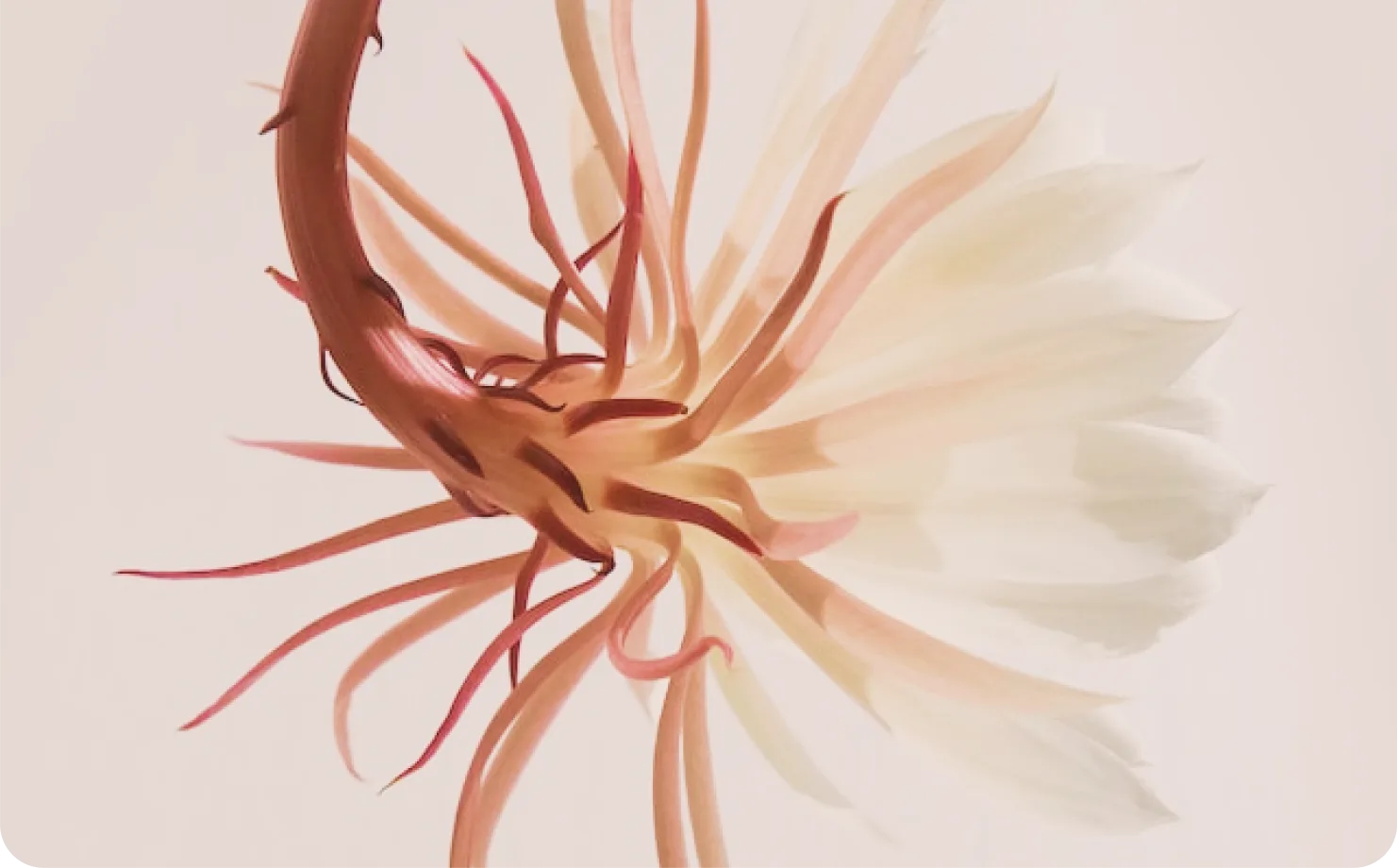 Nærbilde av en hvit og rosa blomst