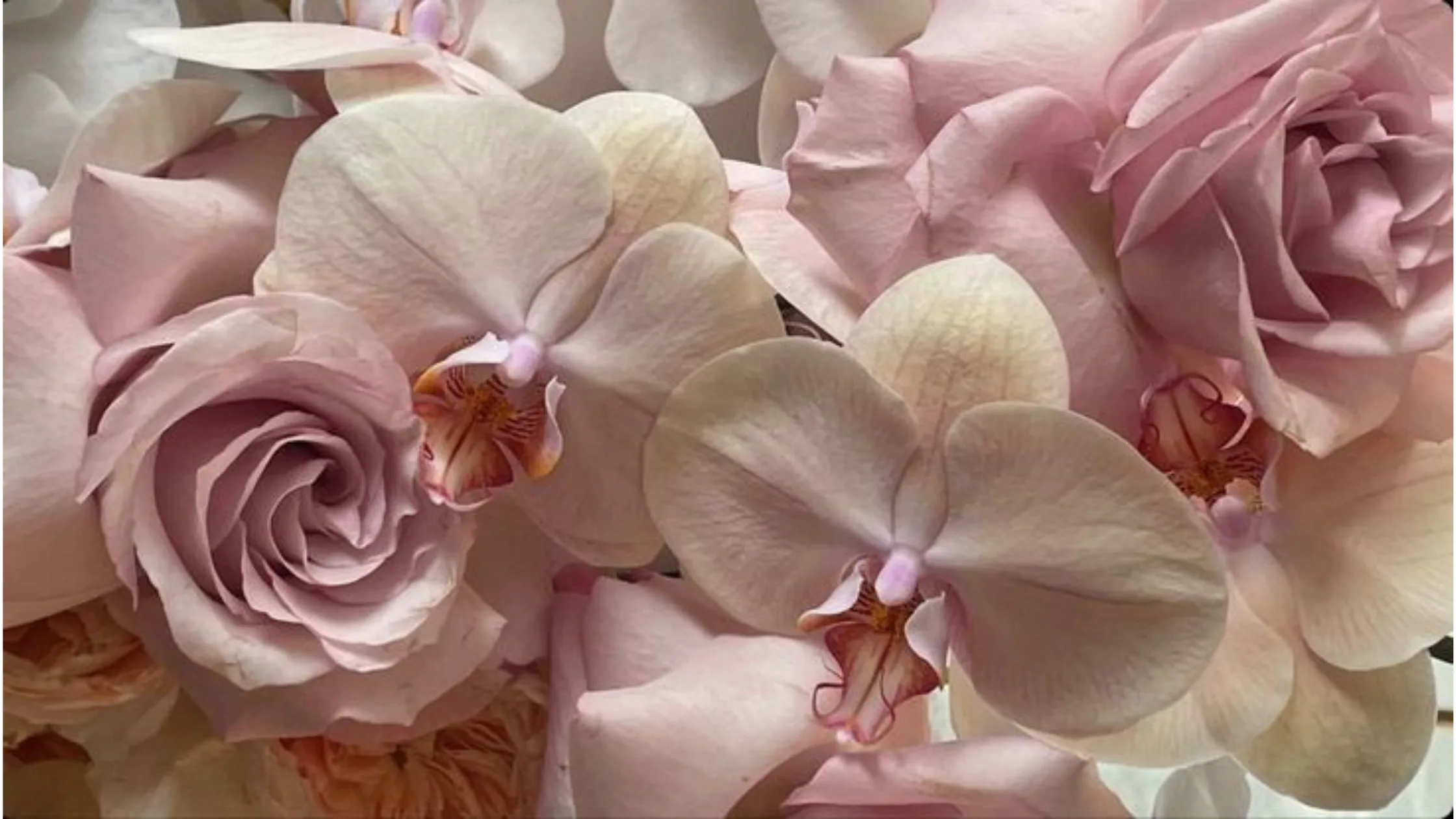 Rosas rosadas y orquídeas
