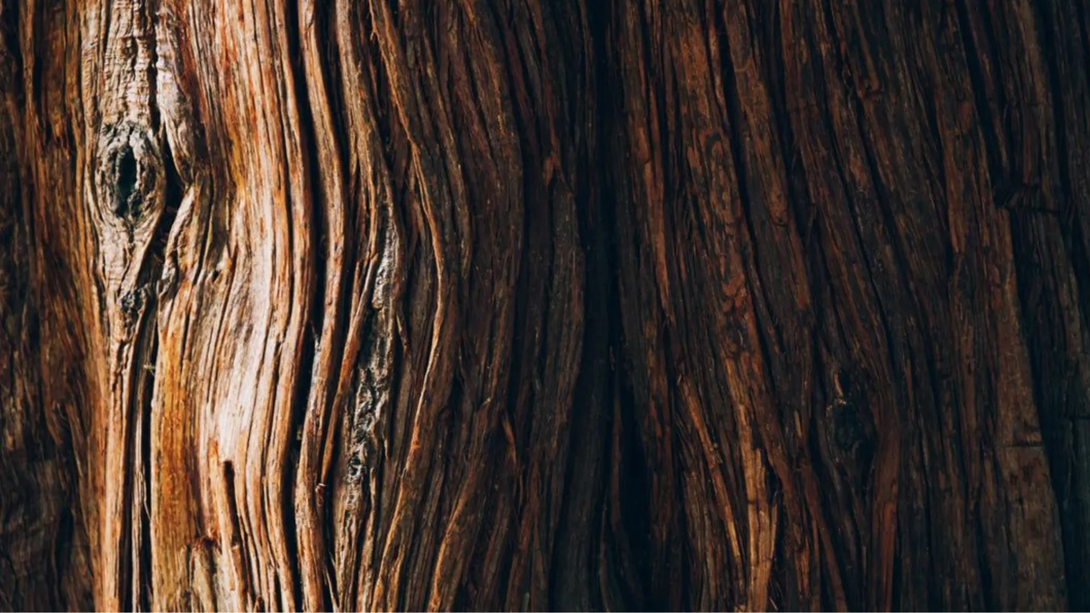 Primer plano de la veta de una madera envejecida