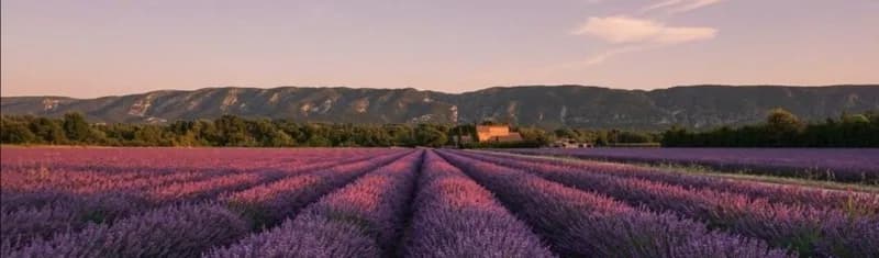 Lavendelmarker i Provence ved solnedgang